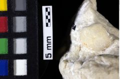 Foto (Detailansicht) von ? Isopoda indet. (NHMW-GEO-1990-0041-0097)